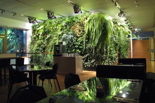 咖啡廳|奶茶店|水吧適合種植什么樣的植物（1）