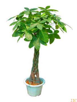 咖啡廳|奶茶店|水吧適合種植什么樣的植物大全（2）
